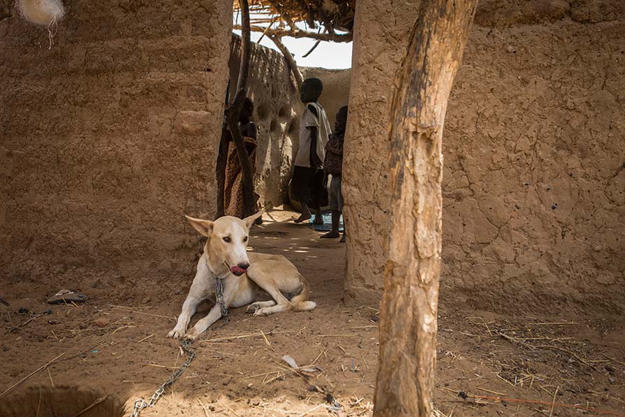 A tethered dog in Chad.